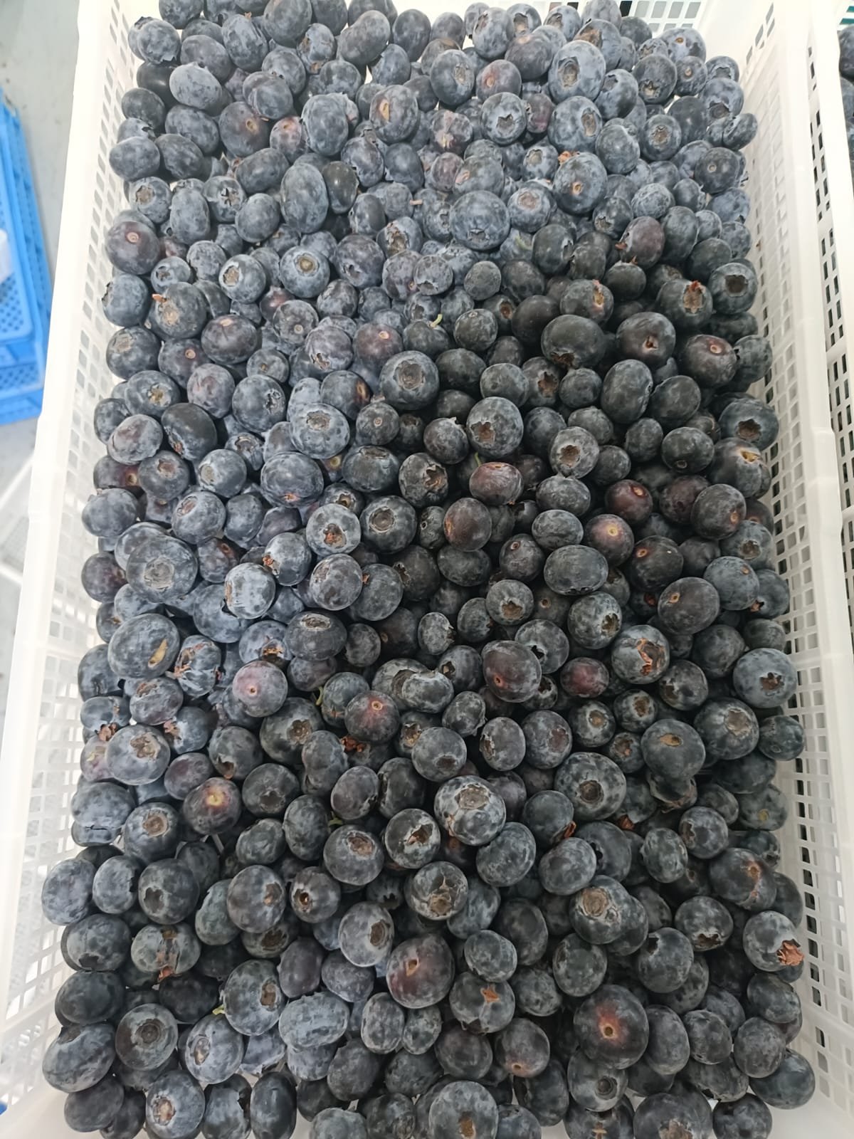 Premium Berries — premium export