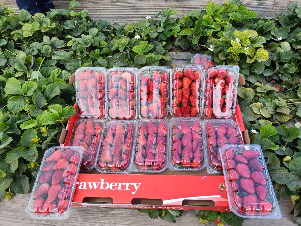 Strawberries — premium export