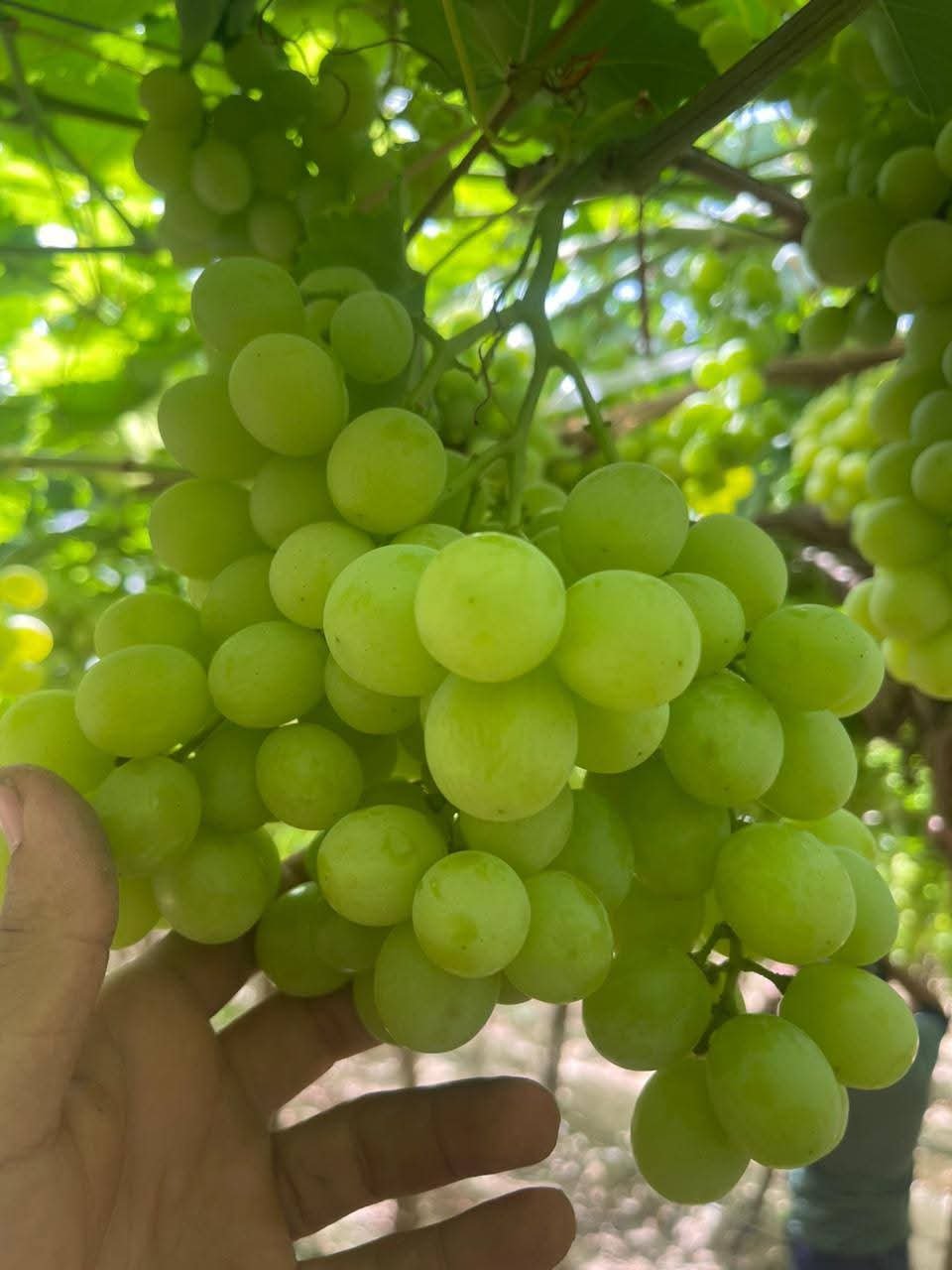 Table Grapes — premium export