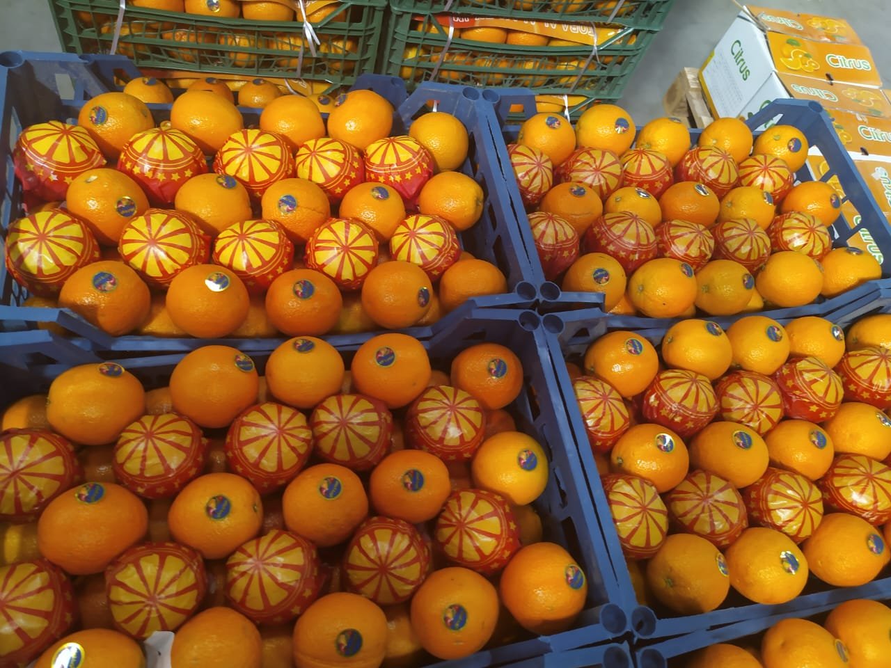 Oranges — premium export