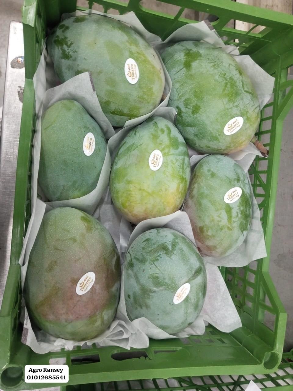 Mangoes — premium export