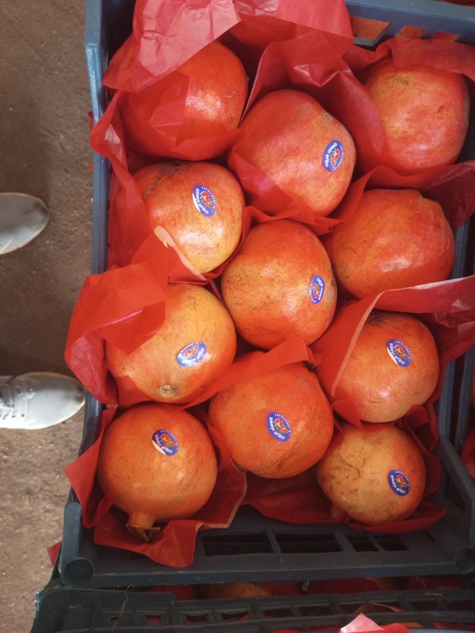 Pomegranates — premium export